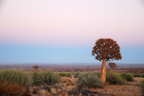 africa sunrise quiver tree