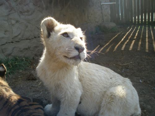 africa leo puppy