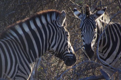 africa nature zebra