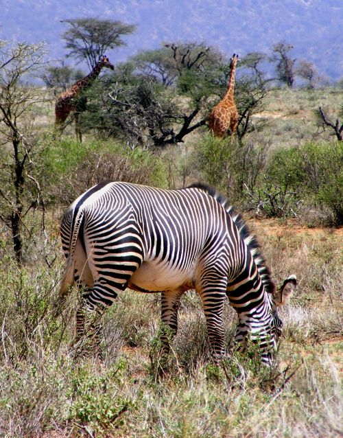 africa wildlife zebra