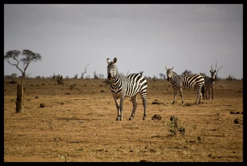 africa zebra animal