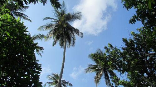 africa nature palma