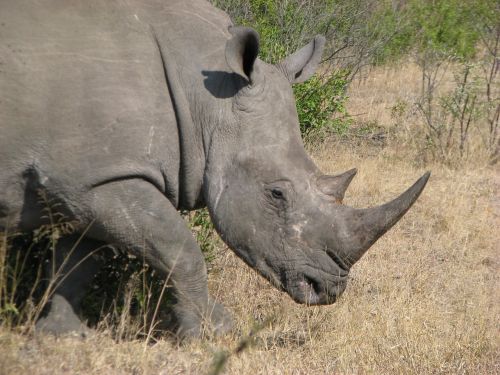 africa rhinoceros rhino
