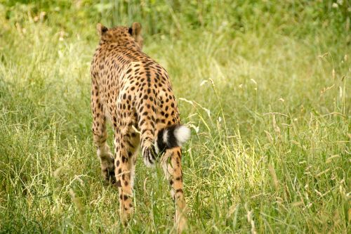 africa kenya safari