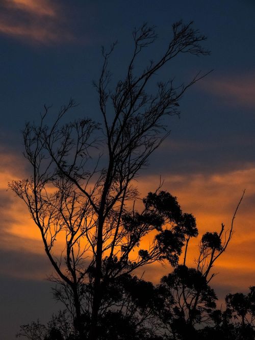 africa sunset nature