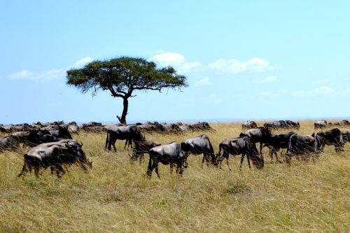 africa tree nature