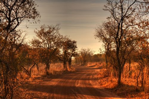 africa landscape wild life gravel road