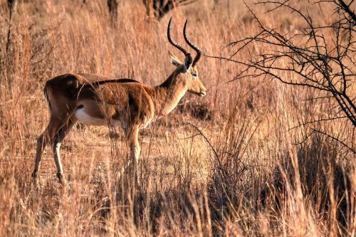 africa sun safari wild life