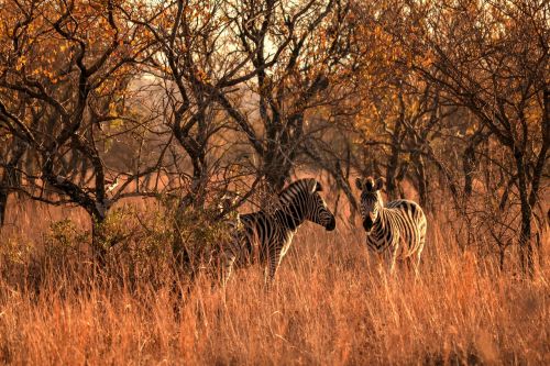 africa sun wild life zebras