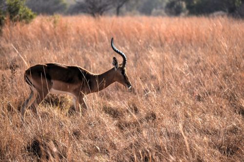 africa sun safari wild life