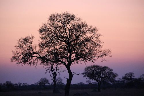 africa sunset zimbabwe wilderness