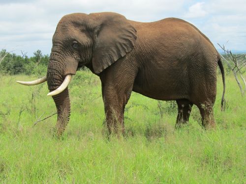 african elephant fauna