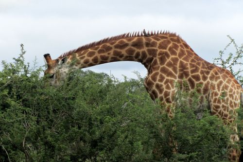 african male giraffe