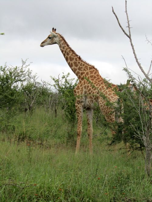 african male giraffe