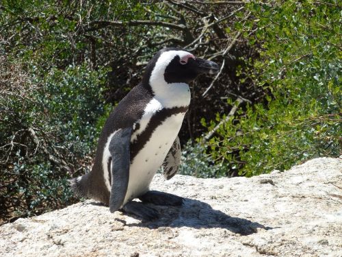 african penguin south africa