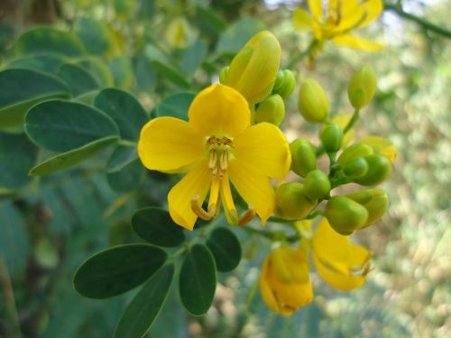 african kenya plant