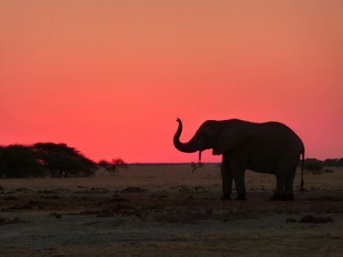 african elephant national park