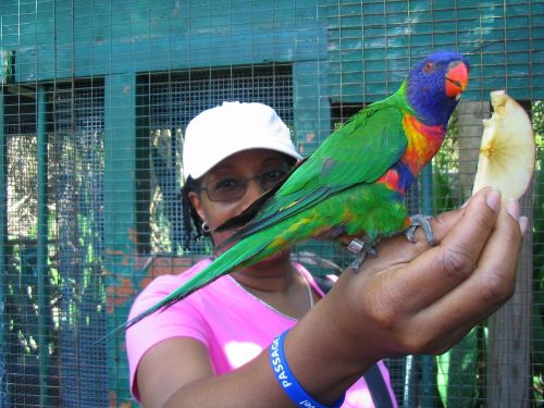 african american feeding bird