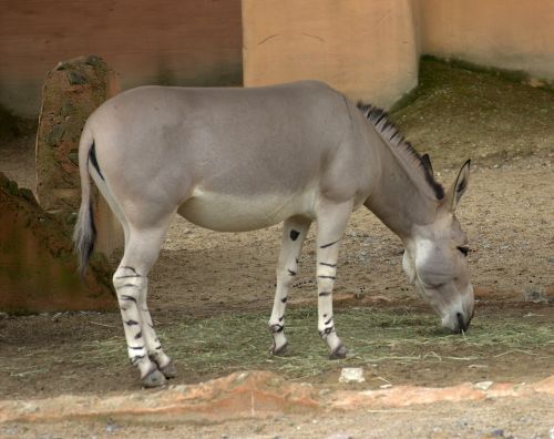 african ass wild donkeys africa