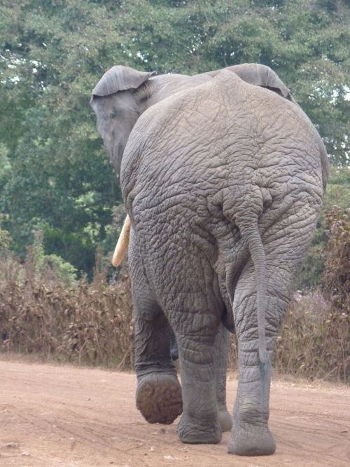 african bush elephant elephant africa
