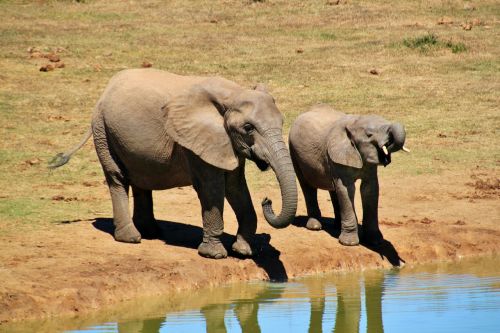 african bush elephant elephant animals