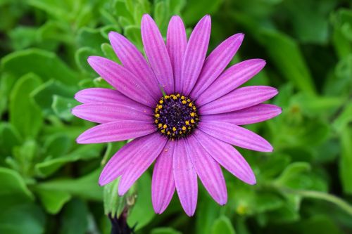 african daisy osteospermum garden