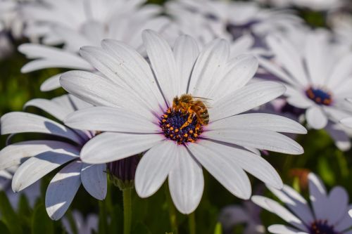 african daisy bee nature