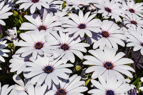 african daisy flowers nature