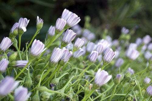 african daisy  daisy  osteospermum