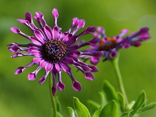 african daisy flower nature