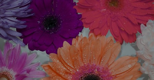 african daisy  attractive  background