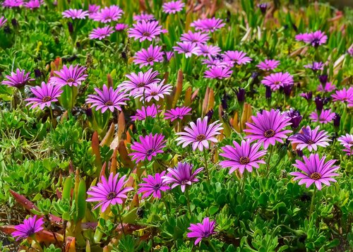 african daisy  flower  flora