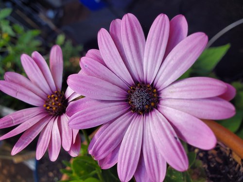 african daisy  pink  gardening