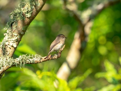 african dusky flycatcher  bird  nature