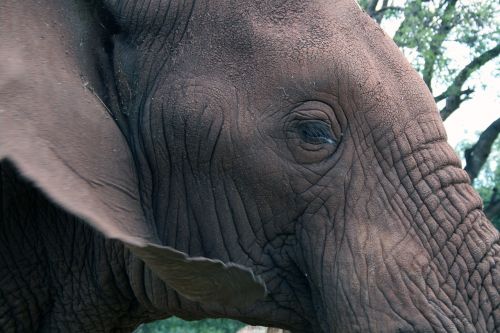 african elephant eye ear