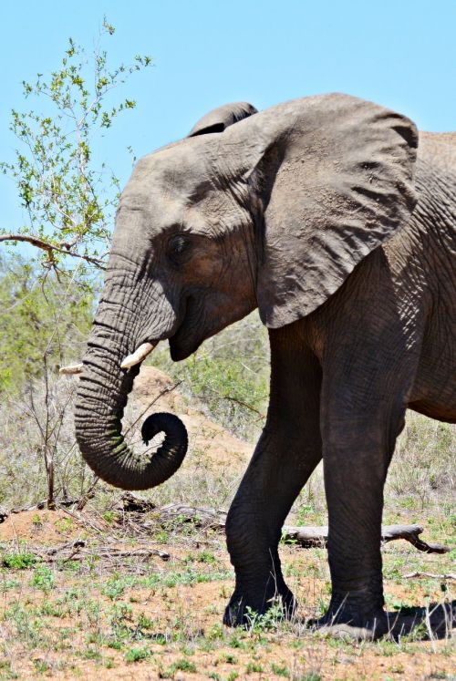 african elephant pachyderm wildlife