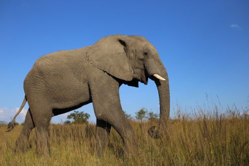 african elephant grassland zimbabwe