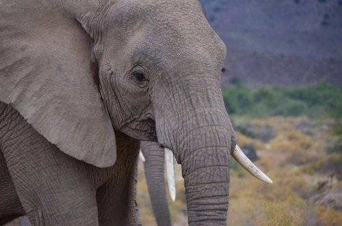 african elephant  south africa  elephant