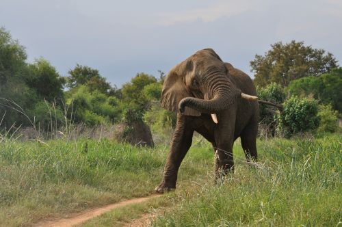 african elephant tusks trunk