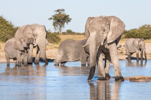 african elephants drinking elephants matriarch