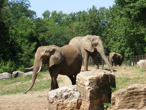 African Elephants