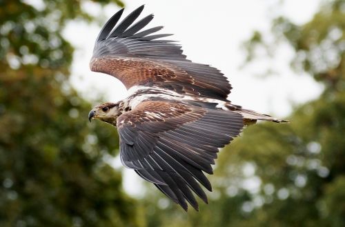 african fishing eagle bird of prey eagle