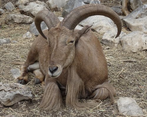 african goat mammal animal