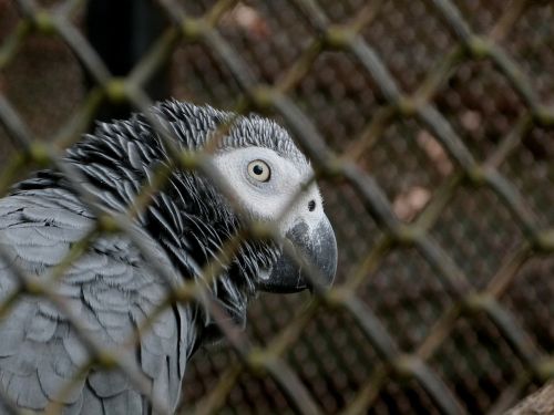 african gray parrot psittacus erithacus gray parrot