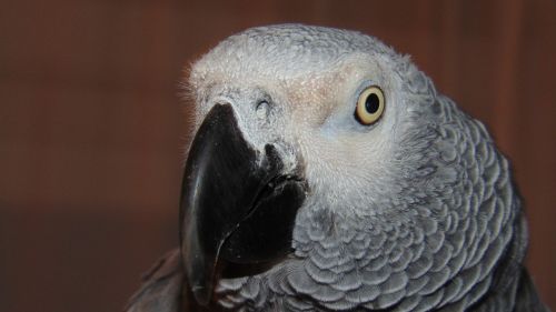 african grey parrot beak