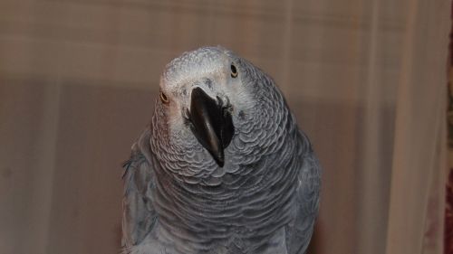 african grey parrot african