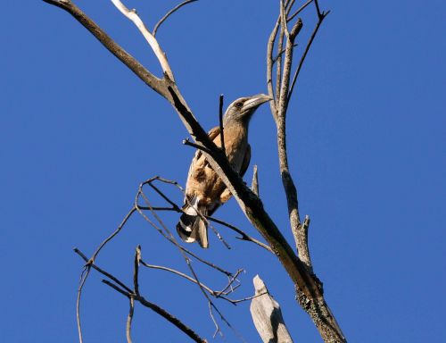 African Grey Hornbill Female Bird