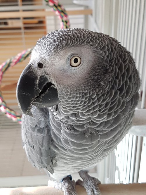 african grey parrot  of the congo  animal portrait