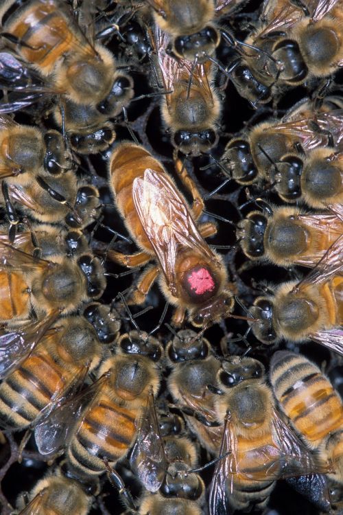 african honeybee hive queen
