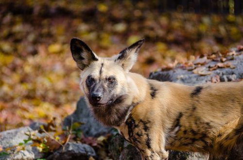 african hunting dog african painted dog african wild dog